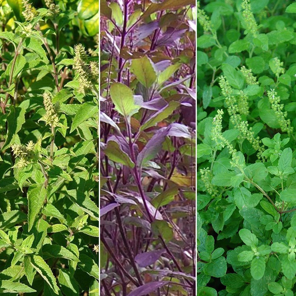 Holy Tulsi Basil Seed Collection - 3 Pack Variety of Seeds for your Garden