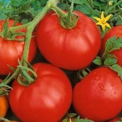 Ace 55 Tomato Seeds