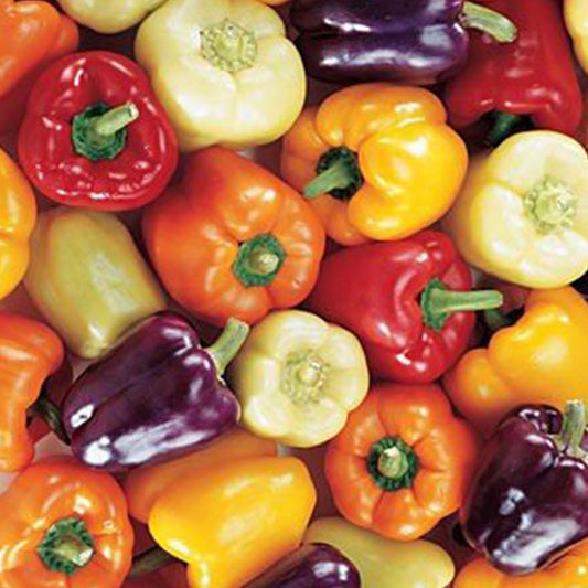 Mini Bell Pepper Seeds