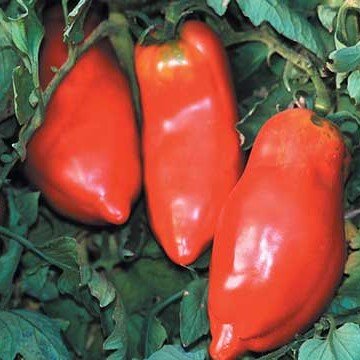 Opalka Tomato Seeds