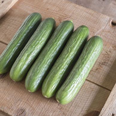 Katrina Cucumber Seeds (Cucumis sativus) [PACKET ONLY]