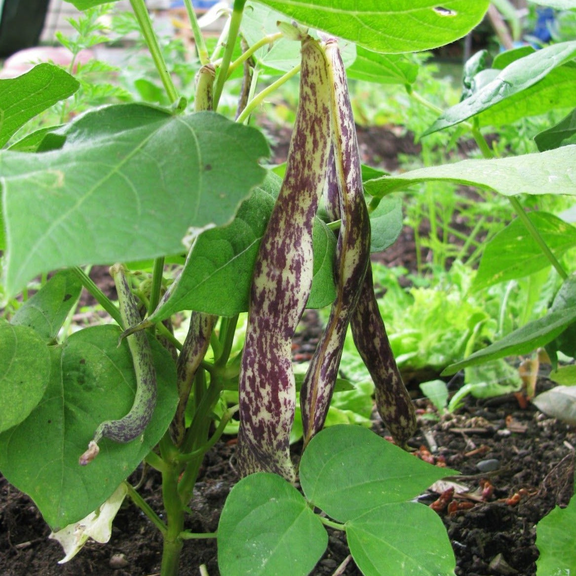 Dragon Tongue Bush Bean Seeds [PACKET ONLY]