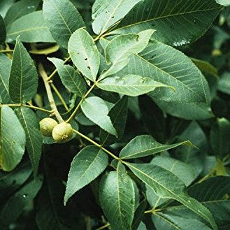 Bitternut Hickory Tree Seeds  (Carya cordiformis) [PACKET ONLY]