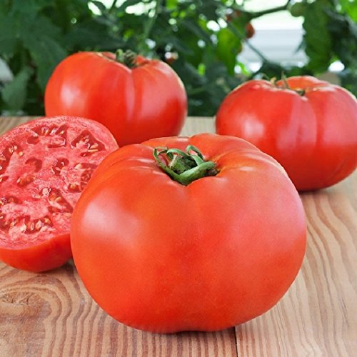 Bonny Best Tomato Seeds