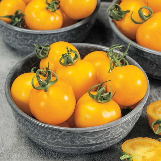 Egg Yolk Tomato  Seeds