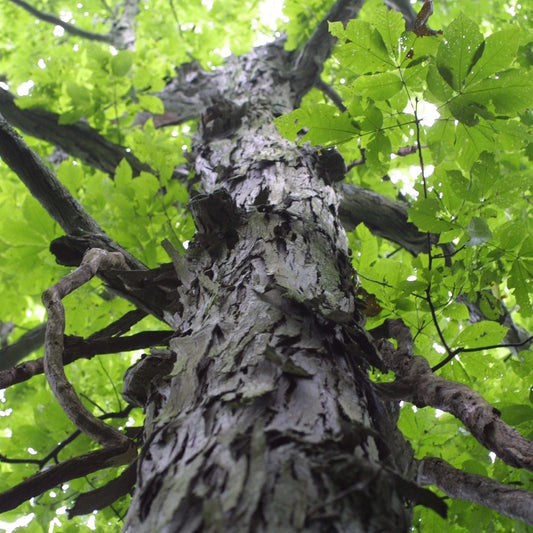 Shagbark Hickory Tree Seeds (Carya ovata) [PACKET ONLY]