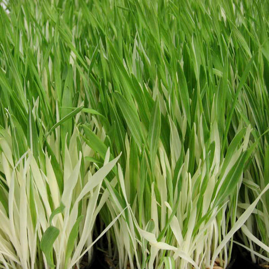 Variegated Cat Grass Seeds (Hordeum vulgare)