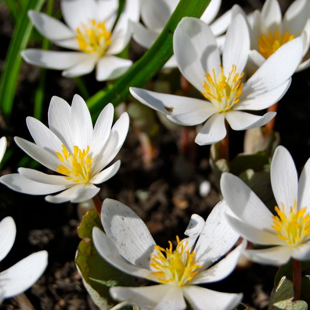 Bloodroot Seeds (Sanguinaria canadensis) [PACKET ONLY]