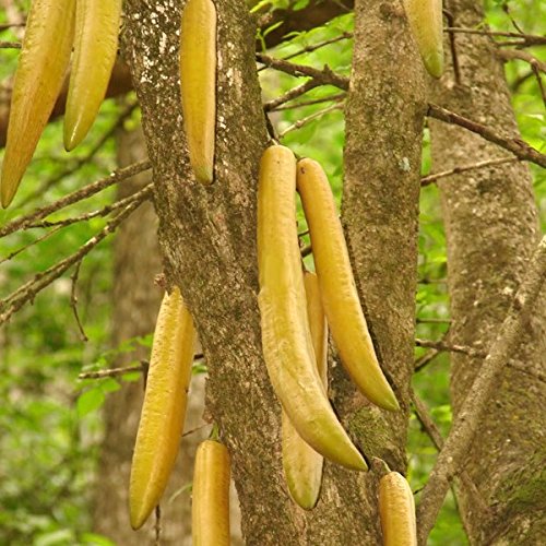 Guajilote Seeds (Parmentiera edulis)