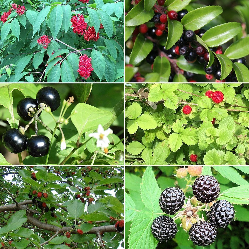 Berry Garden Seed Collection #1 - 6 Pack Variety of Seeds for your Garden