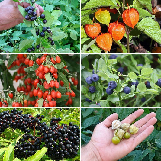 Berry Garden Seed Collection #2 - 6 Pack Variety of Seeds for your Garden
