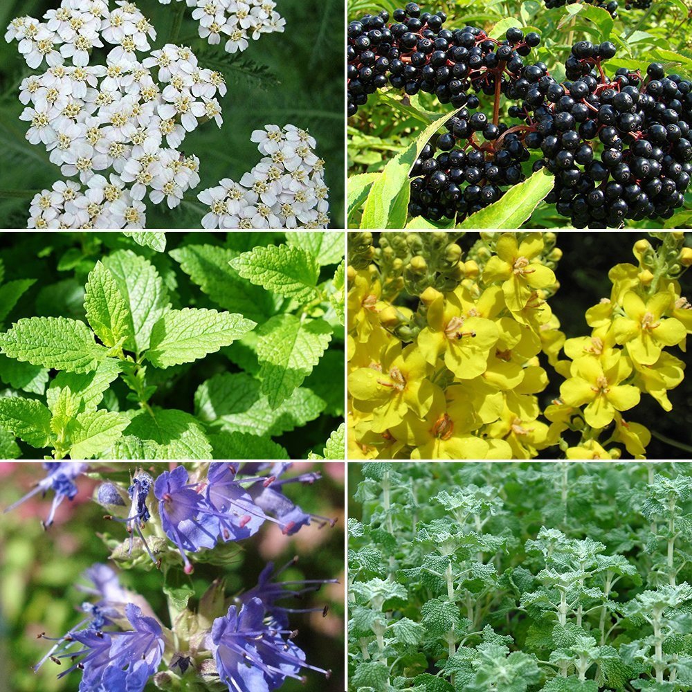 Cold & Flu Season Herb Garden Seed Collection - 6 Pack Variety of Medicinal Herb Seeds for your Garden