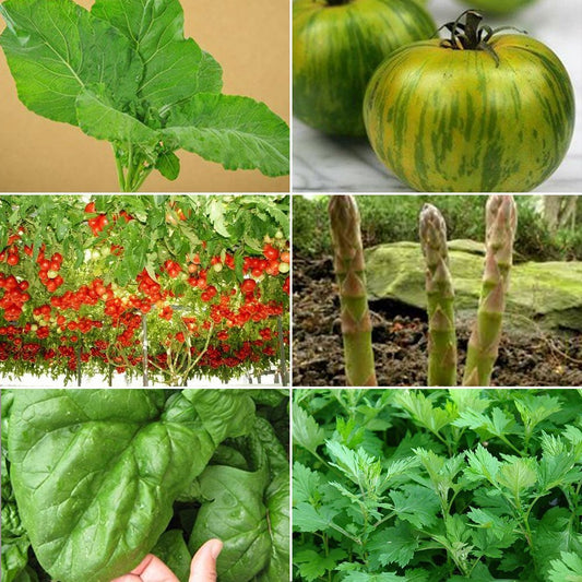 Heirloom Vegetable Garden Seed Collection #5 - 6 Pack Variety of Seeds for your Garden