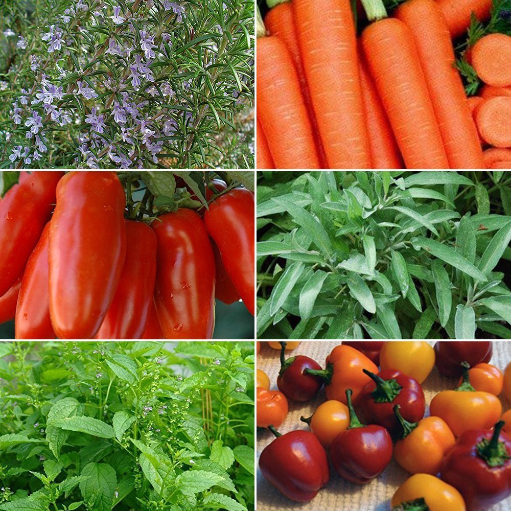 Heirloom Vegetable & Herb Seed Collection #6 - 6 Pack Variety of Seeds for your Garden