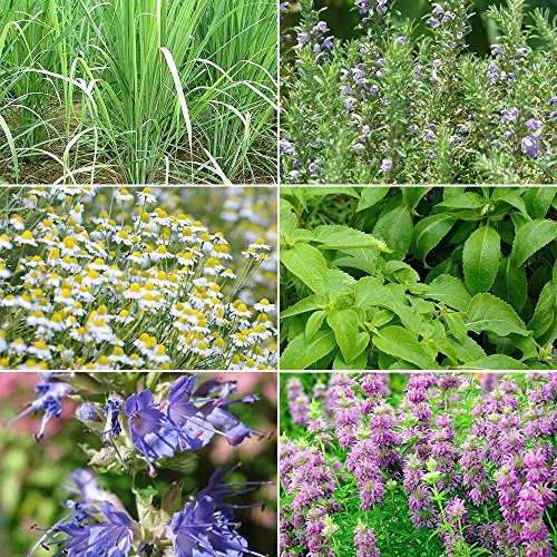 Herbal Tea Garden Seed Collection - 6 Varieties of Rare Herb Seeds Ideal for Tea