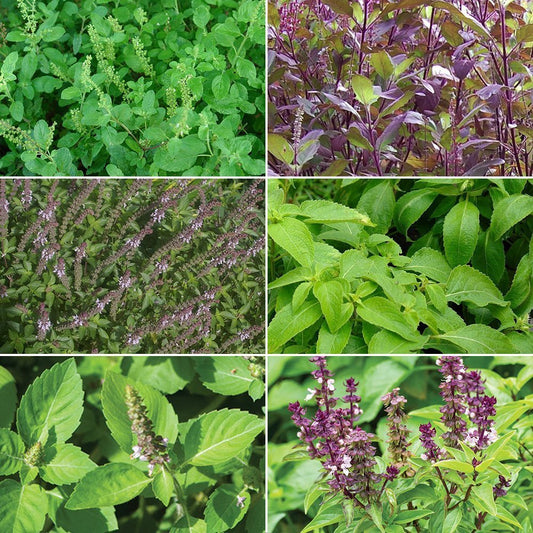 Holy Tulsi Basil Garden Seed Collection - 6 Pack Variety of Medicinal Herb Seeds for your Garden