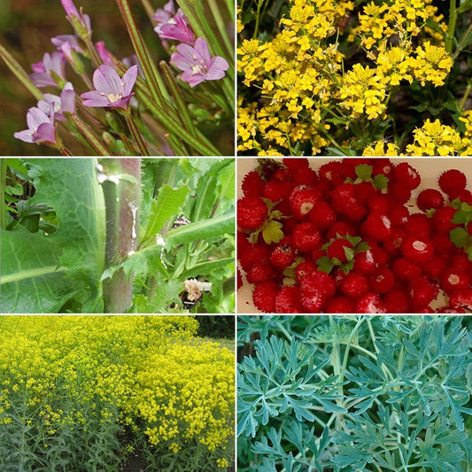 Medicinal Herb Garden Seed Collection #10 - 6 Pack Variety of Seeds for your Garden