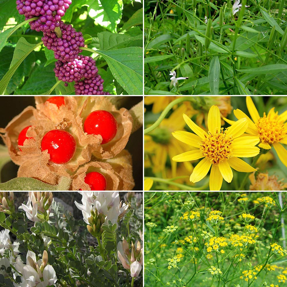Medicinal Herb Garden Seed Collection #1 - 6 Pack Variety of Seeds for your Garden