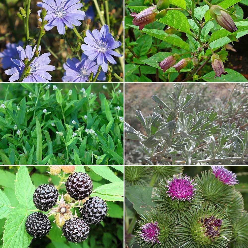 Medicinal Herb Garden Seed Collection #2 - 6 Pack Variety of Seeds for you Garden