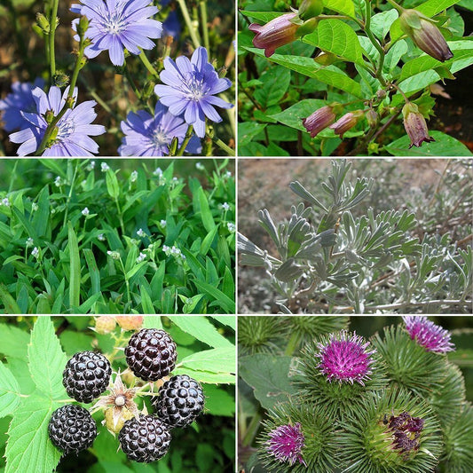 Medicinal Herb Garden Seed Collection #2 - 6 Pack Variety of Seeds for you Garden