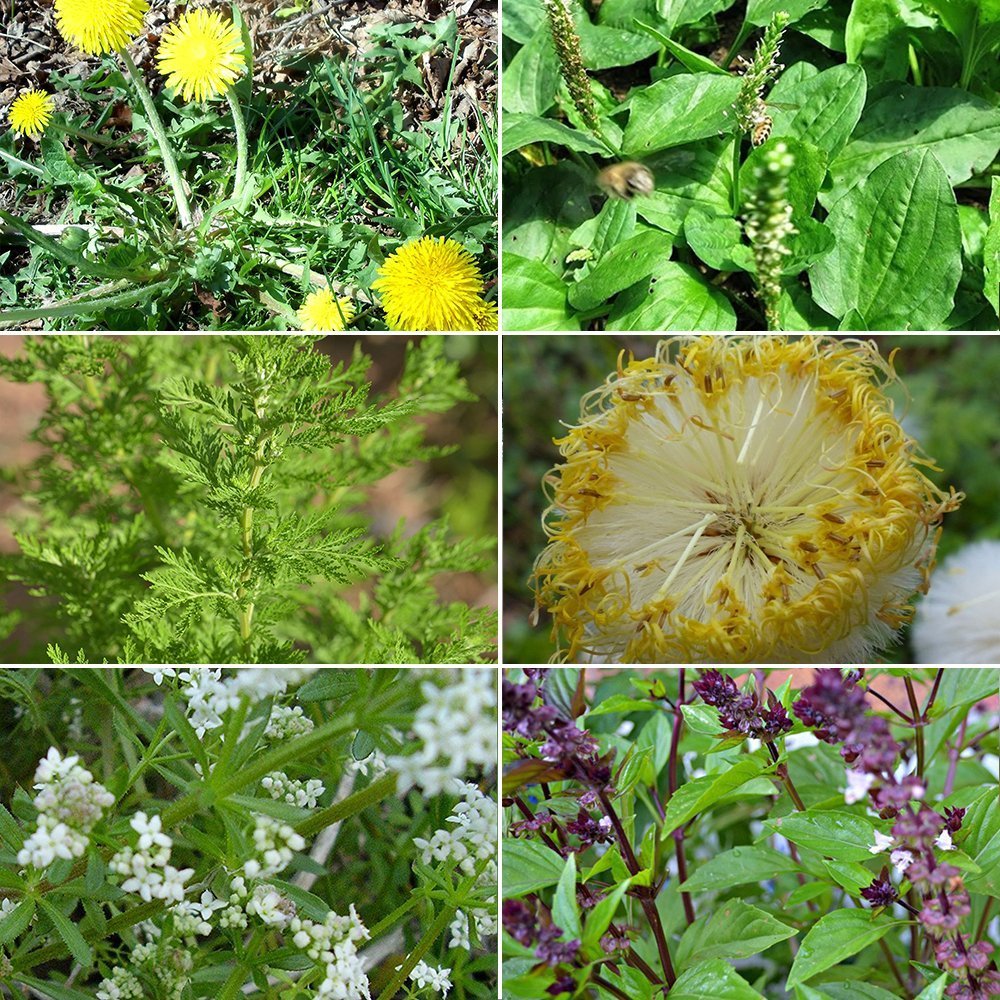 Medicinal Herb Garden Seed Collection #3 - 6 Pack Variety of Seeds for your Garden