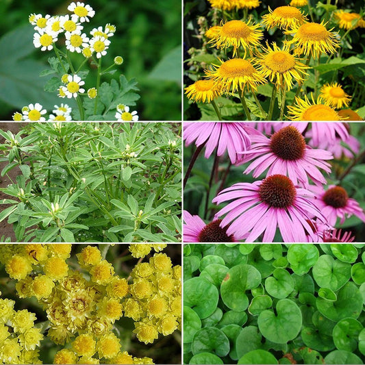 Medicinal Herb Garden Seed Collection #4 - 6  Pack Variety of Seeds for your Garden