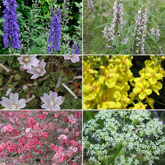 Medicinal Herb Garden Seed Collection #6 - 6 Pack Variety of Seeds for your Garden