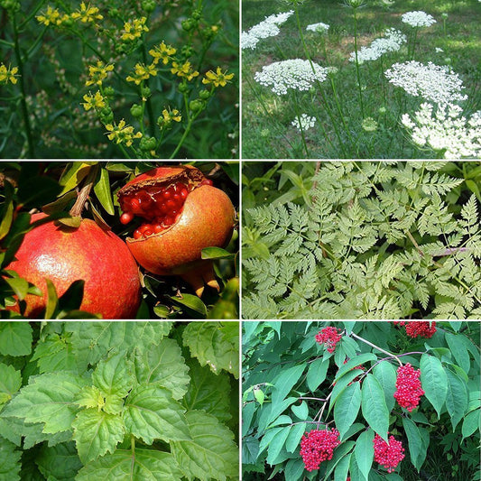 Medicinal Herb Garden Seed Collection #7 - 6 Pack Variety of Seeds for your Garden