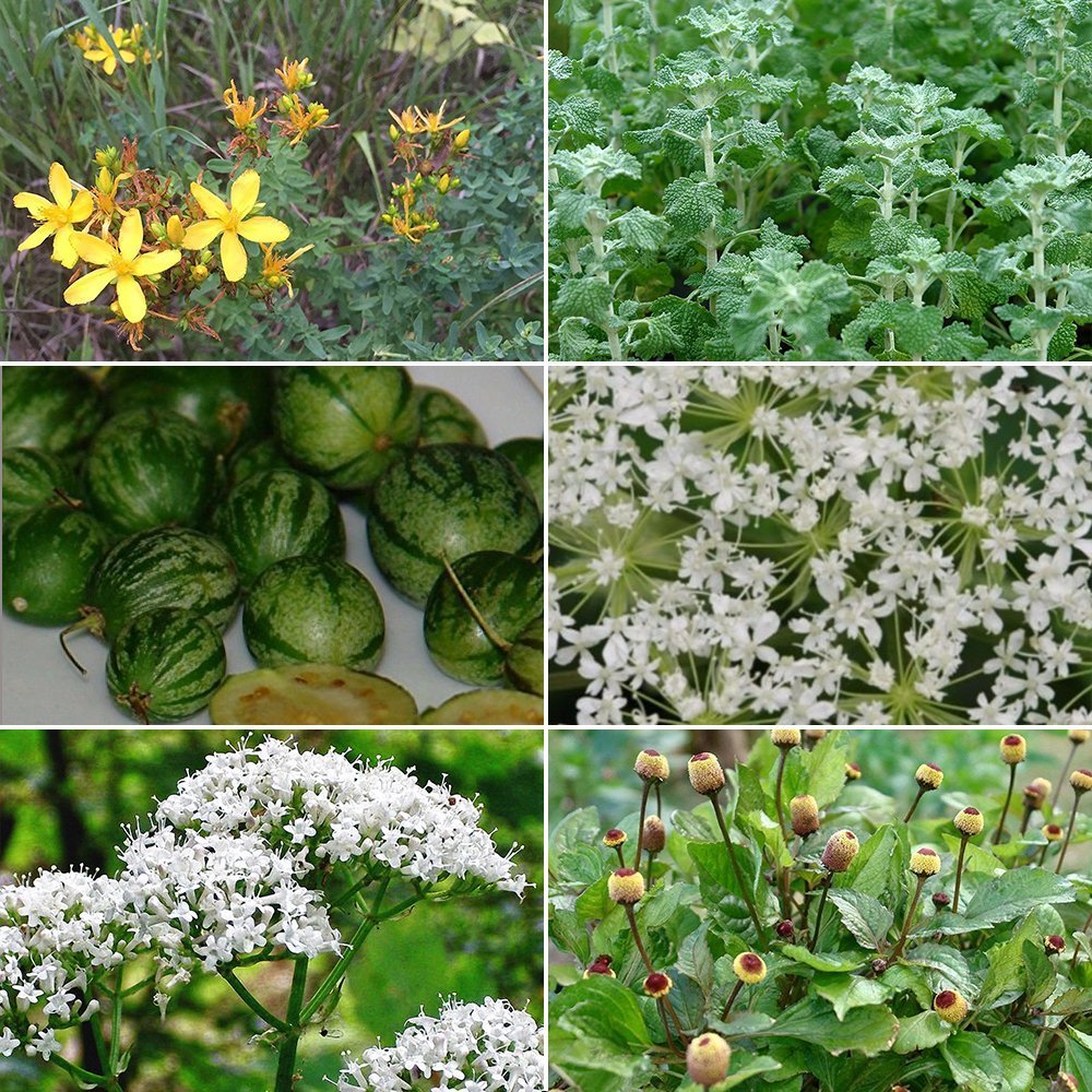 Medicinal Herb Garden Seed Collection #9 - 6 Pack Variety of Seeds for your Garden