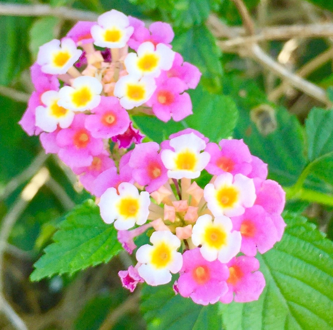 'Shirley Annette' Lantana Seeds (Lantana camara)