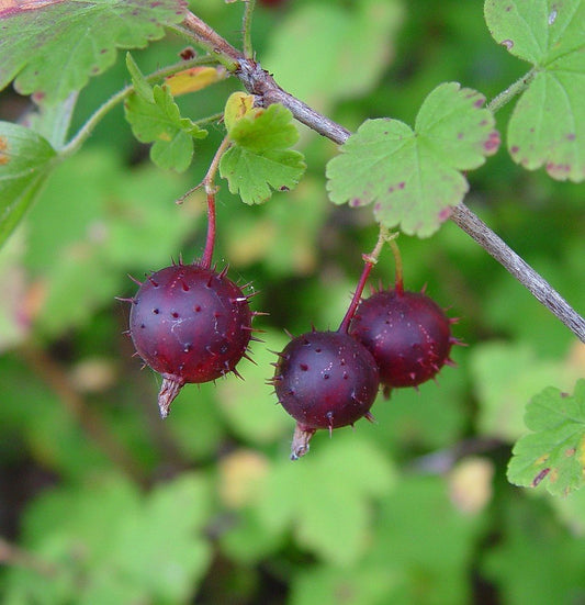 Wild Prickly Gooseberry Seeds (Ribes cynosbati)