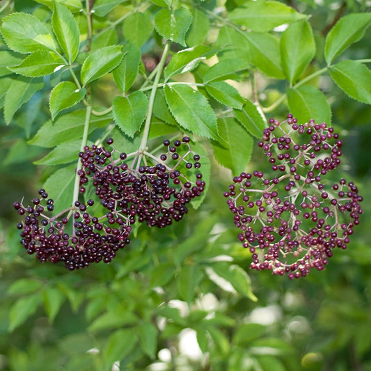 Everglades Elderberry Seeds (Sambucus canadensis)