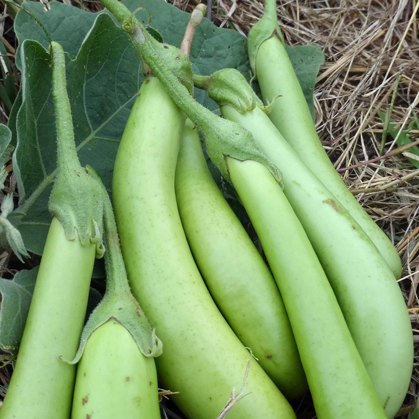 Louisiana Long Green Eggplant Seeds