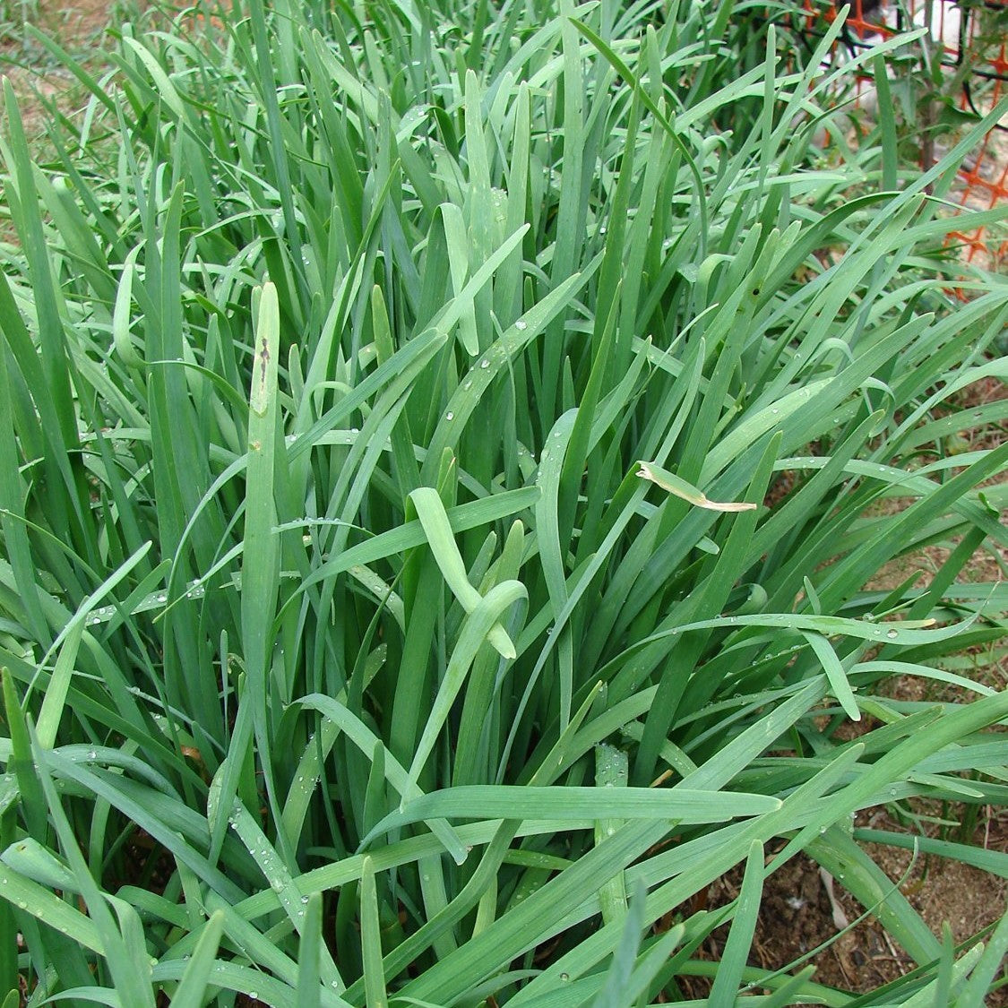 Garlic Chinese Chives Seeds (Allium tuberosum)