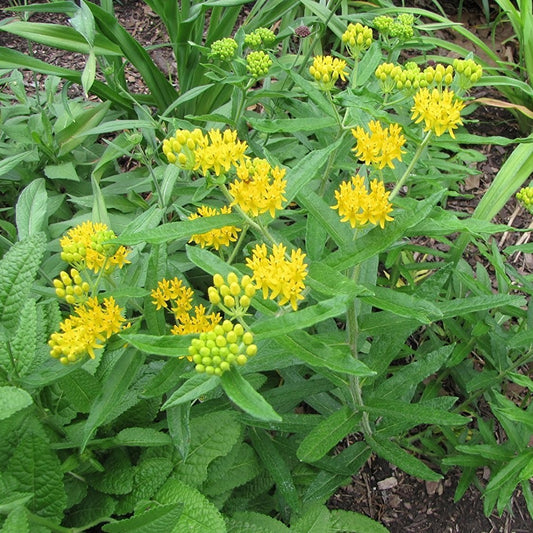 Yellow Milkweed Seeds (Asclepias tuberosa)