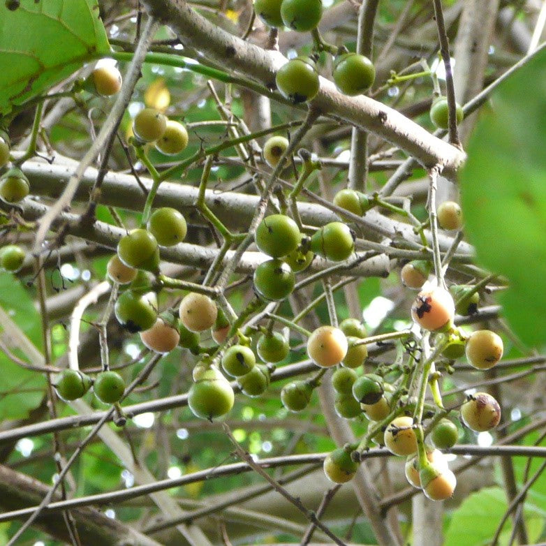 Bird Lime Tree Seeds (Cordia dichotoma)