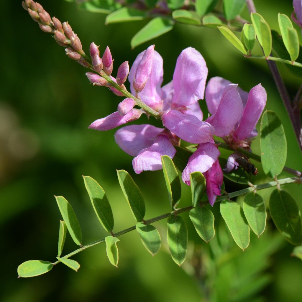 avuri plant seed Indigo (Indigofera tinctoria) Seeds