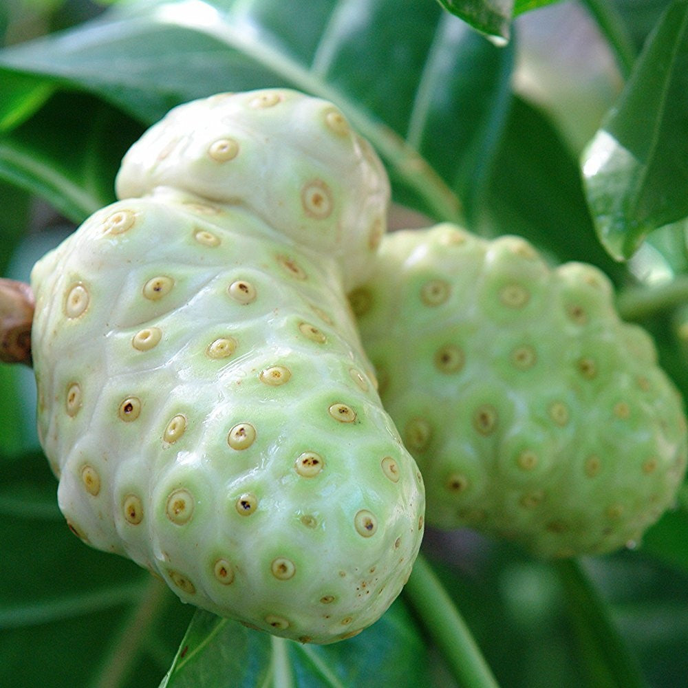 Noni Tree Seeds (Morinda citrifolia) – Frozen Seed Capsules™