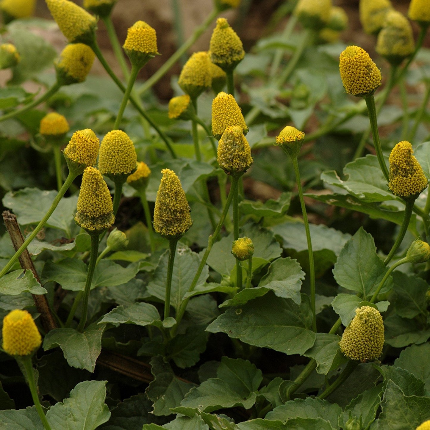 Yellow Toothache Plant Seeds (Spilanthes oleracea)