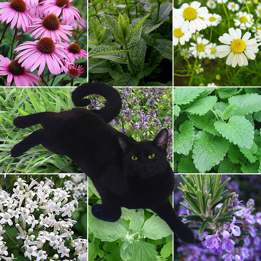 9 Lives Cat Plant Collection - 9 Pack Variety of Seeds for your Garden