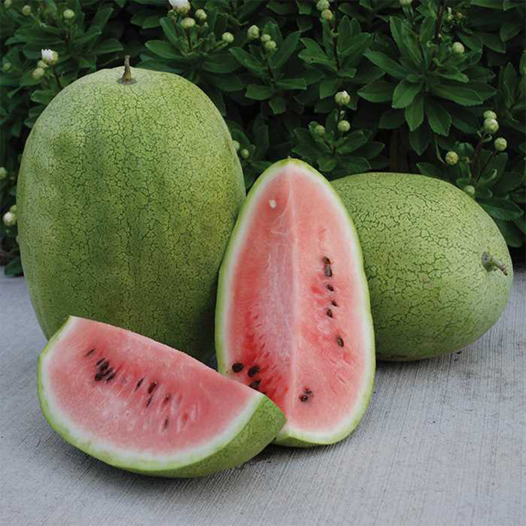 Ali Baba Watermelon Seeds [PACKET ONLY]