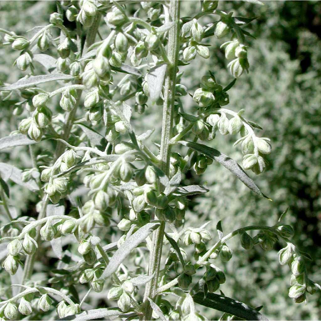 Prairie Wormwood Seeds (Artemisia ludoviciana)
