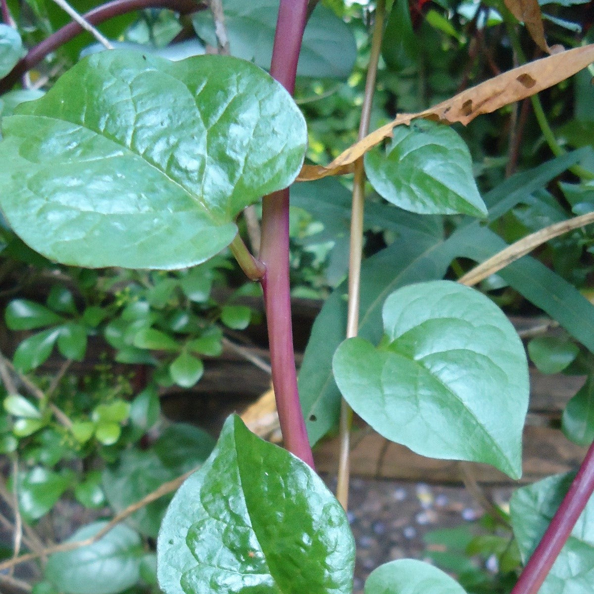 Red Malabar Spinach Seeds