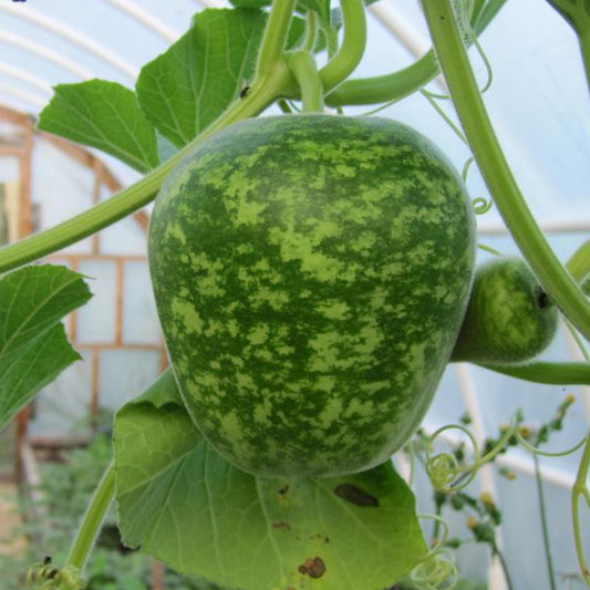 Big Apple Gourd Seeds [PACKET ONLY]