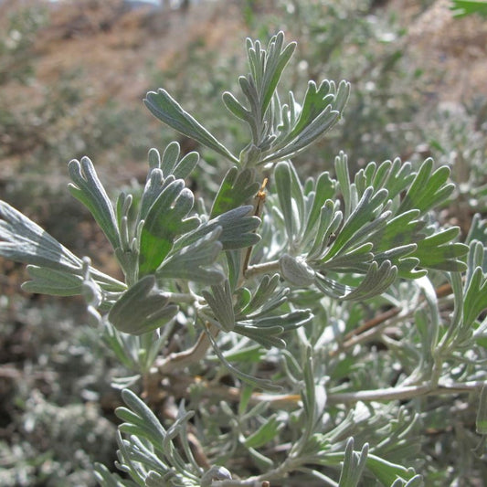 Big Sagebrush Seeds (Artemisia tridentata)