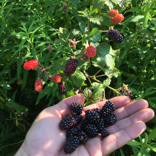 Blackberry Seeds  (Rubus allegheniensis)