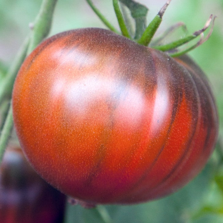Black Sea Man Tomato Seeds