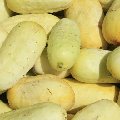 Boothby's Blonde Cucumber Seeds
