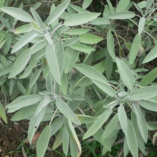 Broad Leaf Sage Seeds (Salvia officinalis)