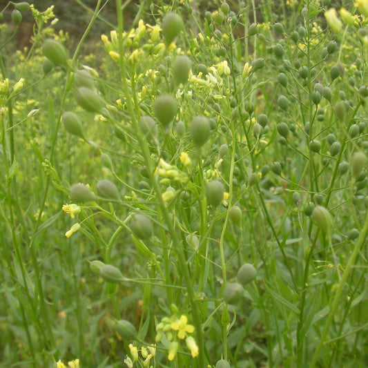 Camelina Seeds (Camelina sativa)